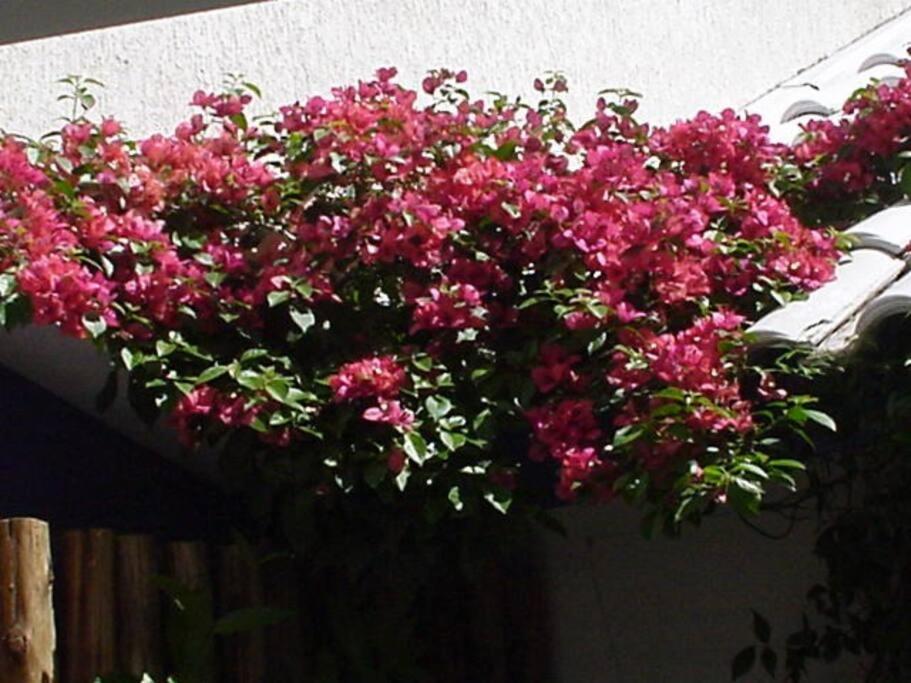 Morada das Flôres Porto Alegre Exterior foto